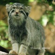 ShrinkRat92