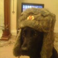 Comrade
