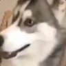 Husky