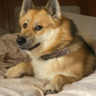 Dogtrixie
