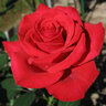 Mr_Rose
