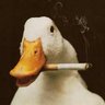 Ducklord