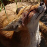 MedFox
