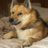 Dogtrixie