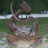 Commi_Crab99