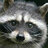 Raccoon Man