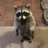 Raccoon