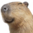 Foxu1
