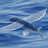 FlyingFish
