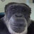 Garrett McChimpus