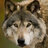 Wolf man